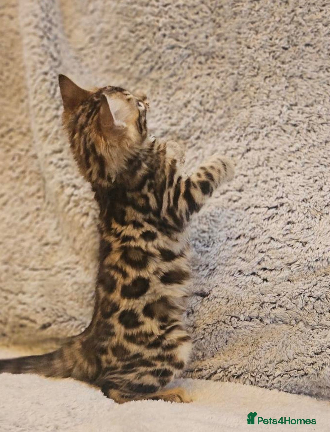 Bengal cats Exceptional rare cashmere bengal boys - Advert 20