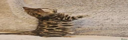 Bengal cats for sale: Exceptional rare cashmere bengal boys - Advert 1