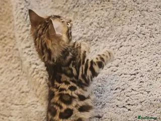 Bengal cats Exceptional rare cashmere bengal boys - Advert 1