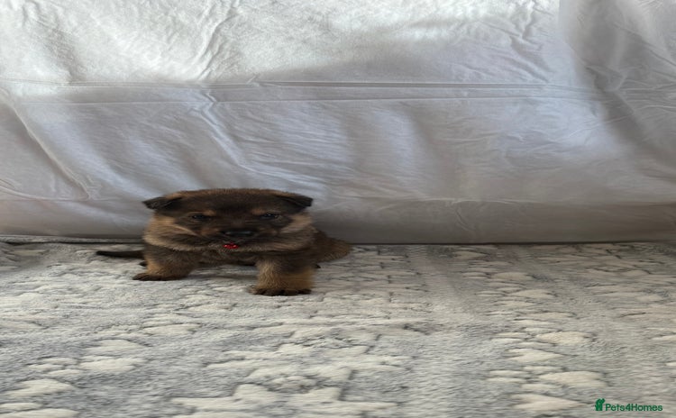 German Shepherd dogs Bred From Extensively Health Tested Parents  - Advert 1