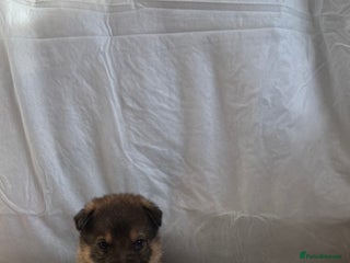 German Shepherd dogs Bred From Extensively Health Tested Parents - Advert 1