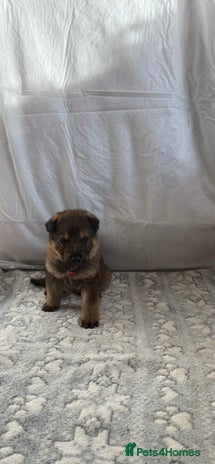 German Shepherd dogs Bred From Extensively Health Tested Parents - Advert 1