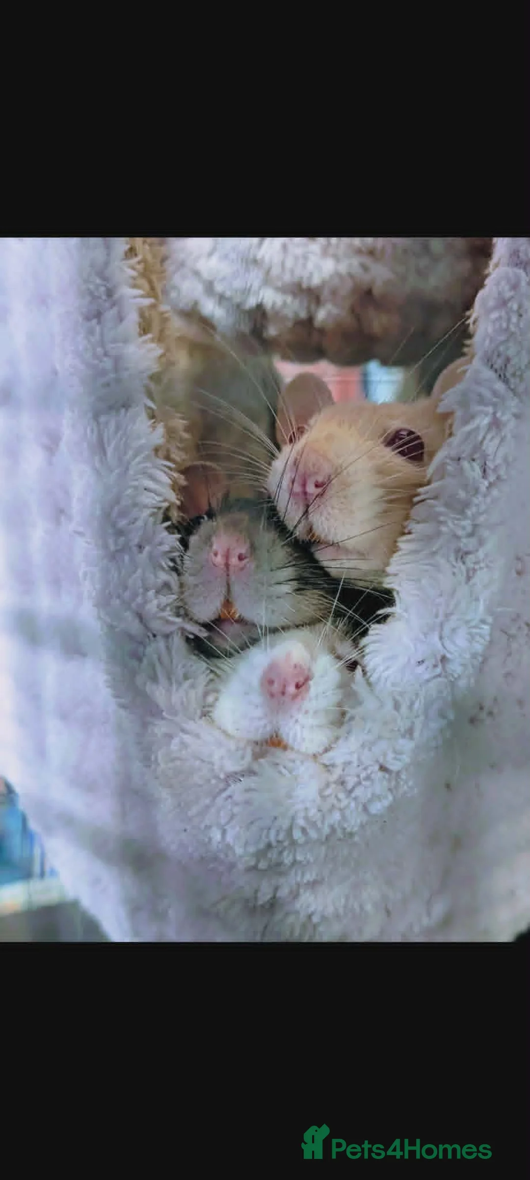 Rat rodents for sale: 3 Female Rats to RE-HOME for FREE in Edinburgh - Advert 6