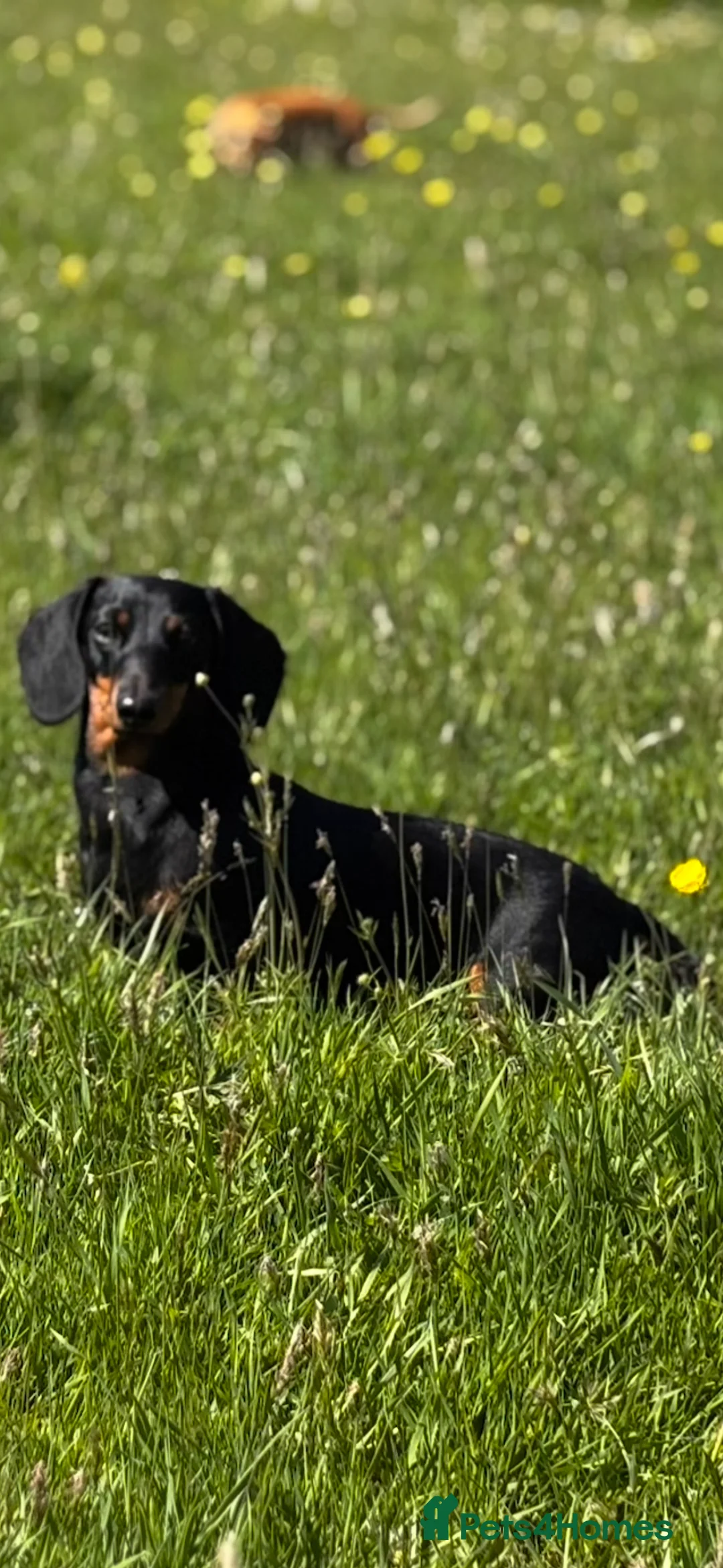 Miniature Dachshund dogs for sale: Superb 5 generation KC pedigree Mini Dachshunds 🐶 - Advert 4