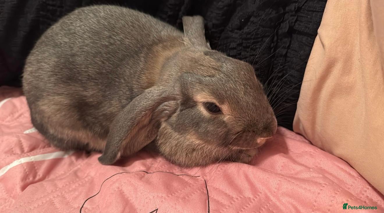 Mixed Breed rabbits Cute grey Mini Lop - Advert 13