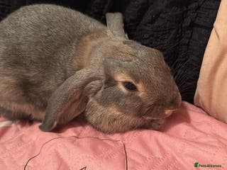 Mixed Breed rabbits Cute grey Mini Lop - Advert 14