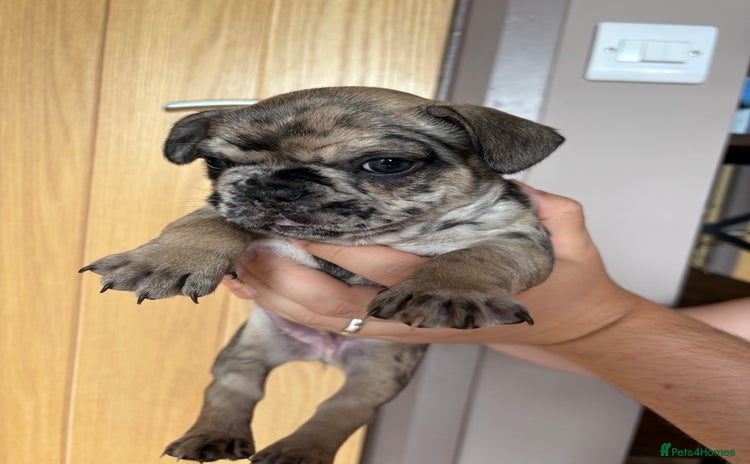 French Bulldog dogs - Advert 2