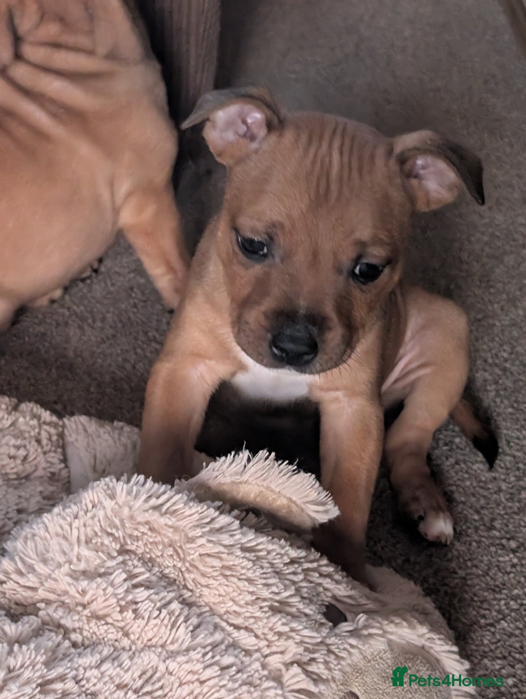 Staffordshire Bull Terrier dogs for sale: Stunning Staffordshire bull terrier puppies  - Advert 17