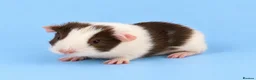 Guinea Pig rodents for sale: 🐹💕 TWO ADORABLE BONDED BABY BOYS 💕🐹 in Bristol - Advert 6