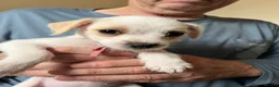 Mixed Breed dogs for sale: 11 beautiful parson Russell x pups - Advert 19