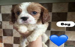 Cavalier King Charles Spaniel dogs for sale: Cavalier King Charles spaniels 💕 💙 💙 - Image 1