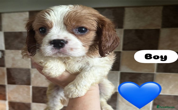 Cavalier King Charles Spaniel dogs - Advert 7