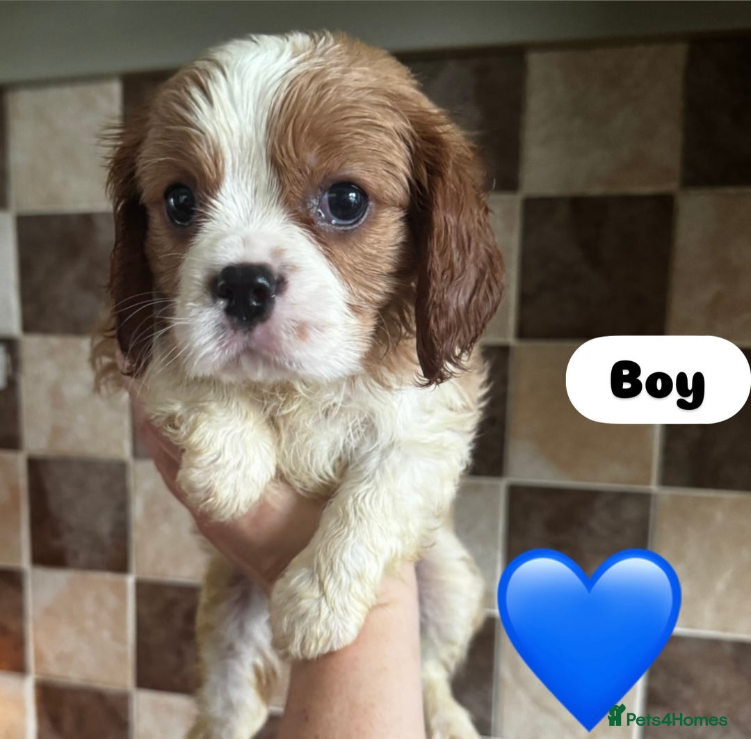 Cavalier King Charles Spaniel dogs for sale: Cavalier King Charles spaniels 💕 💙 💙 - Image 1