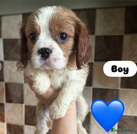 Cavalier King Charles Spaniel dogs - Advert 3