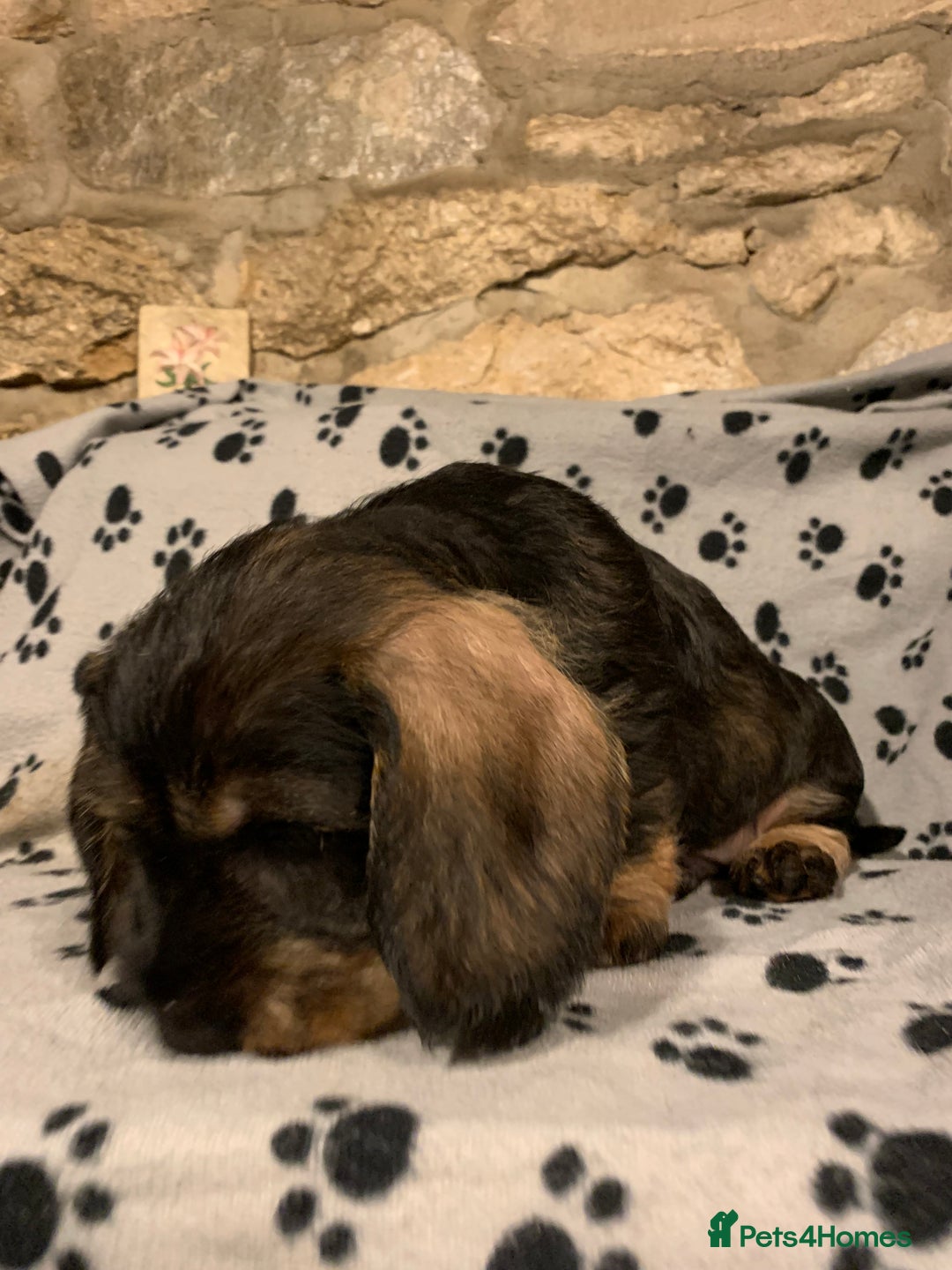 Dachshund dogs for sale: Standard wirehaired dachshund  - Advert 30