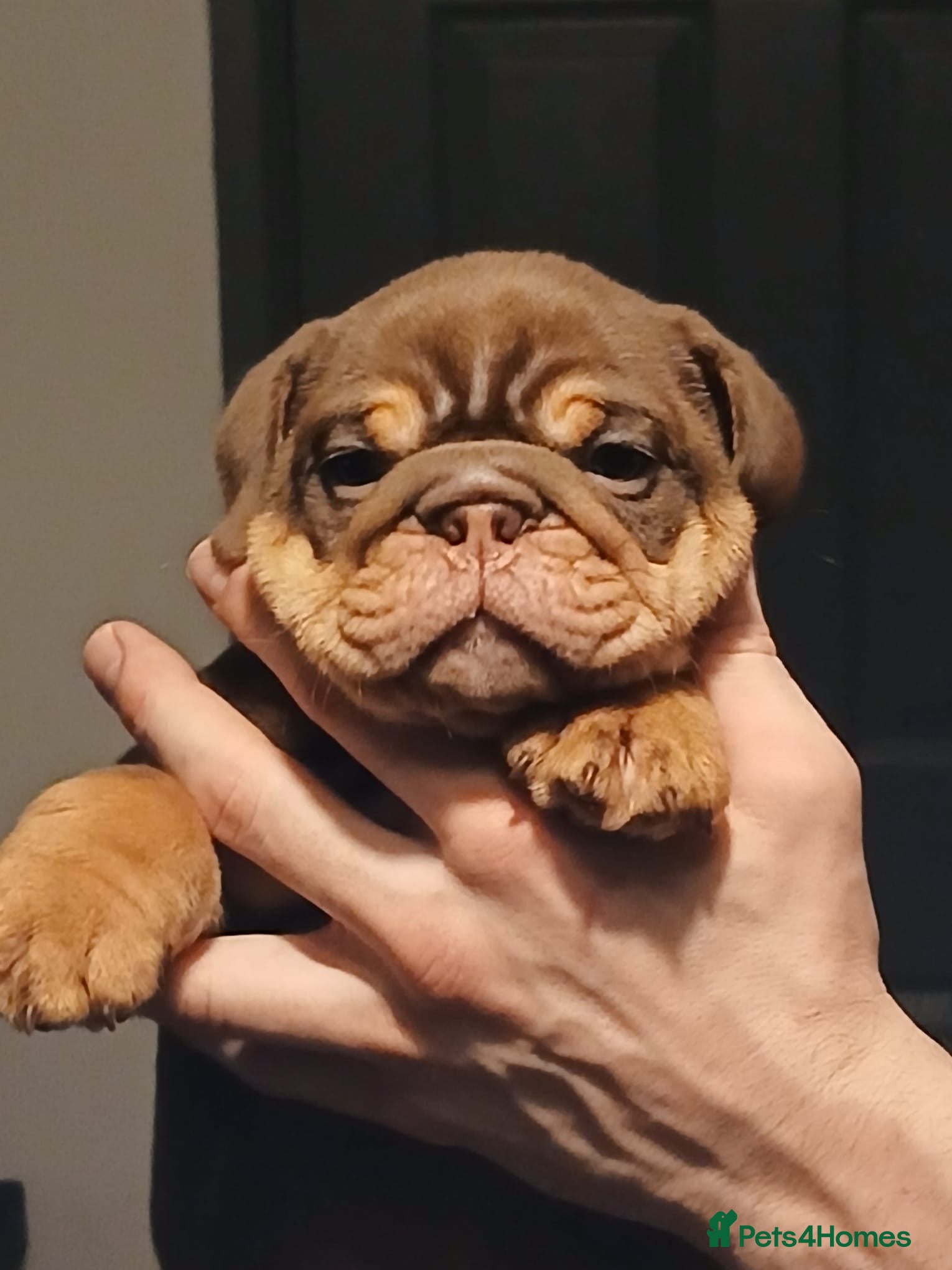 English Bulldog dogs TOP CLASS  English Bull Dog puppies  - Advert 4