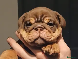 English Bulldog dogs TOP CLASS English Bull Dog puppies - Advert 4