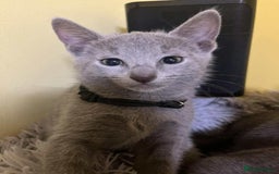 Russian Blue cats for sale: TICA REGISTERED Pure Breed Russian Blue Kittens - Image 6