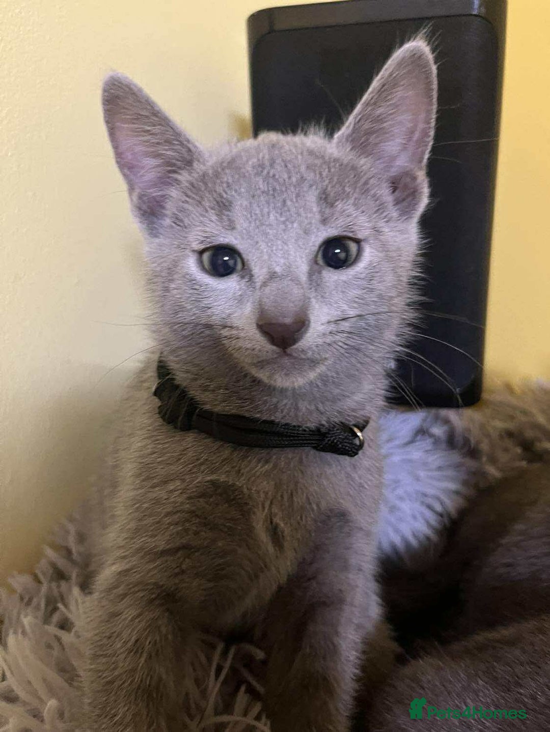 Russian Blue cats for sale: TICA REGISTERED Pure Breed Russian Blue Kittens - Image 6