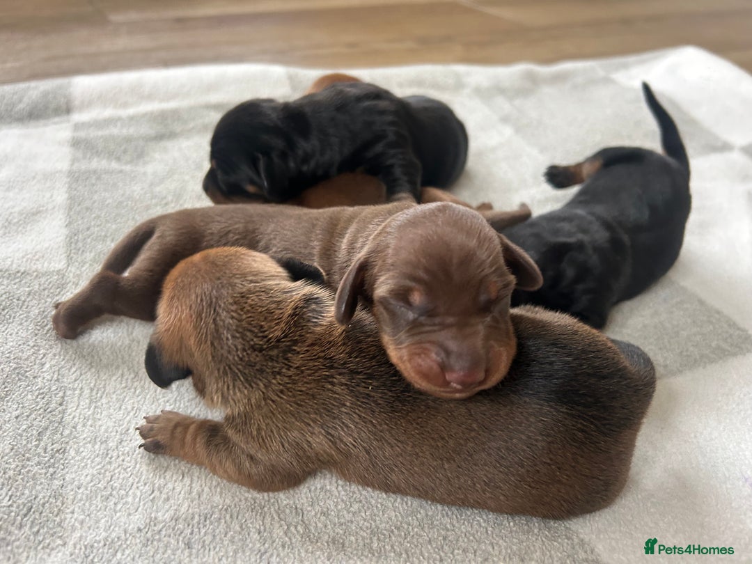 Miniature Dachshund dogs for sale: 1 left KC, PRA Clear, miniature dachshund pups  - Image 8