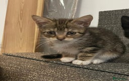 British Shorthair cats for sale: Kittens  - Image 4