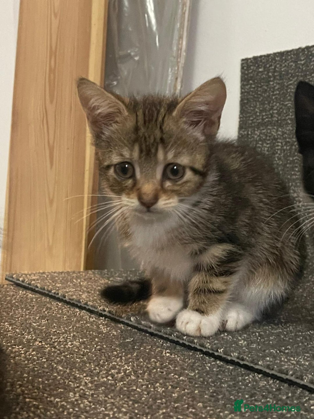 British Shorthair cats for sale: Kittens  - Image 4
