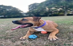 Mixed Breed dogs for sale: Scarlett  - Image 3