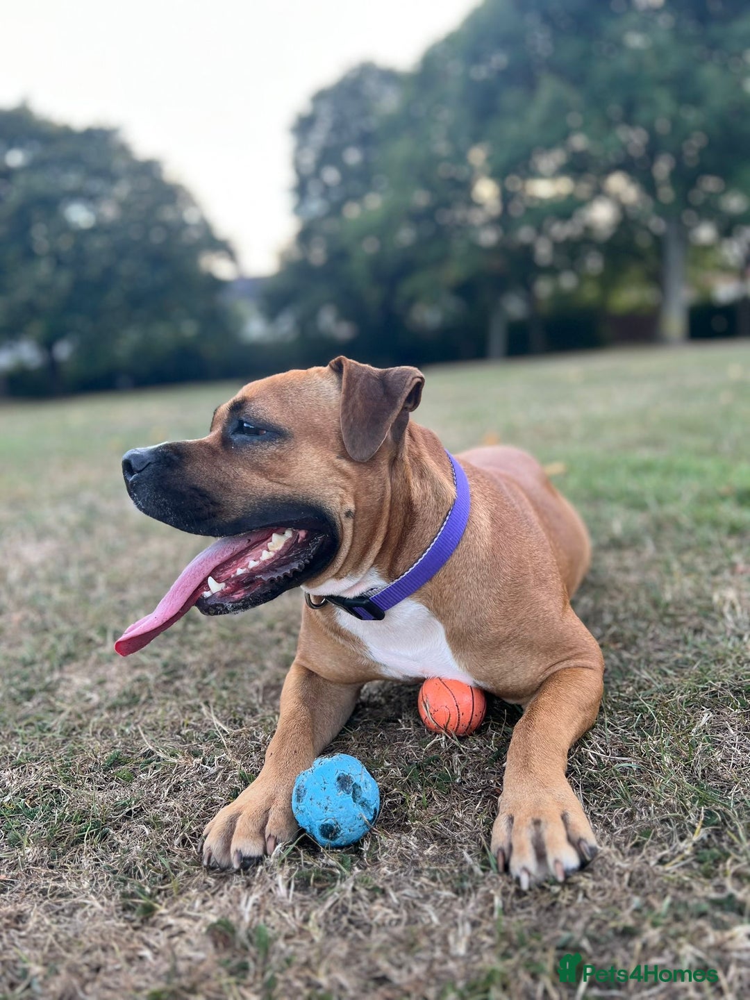 Mixed Breed dogs for sale: Scarlett  - Image 3