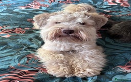 Miniature Schnauzer dogs for sale: Wheaton cameral Mini shnauzer for sale🌟✨ - Image 2