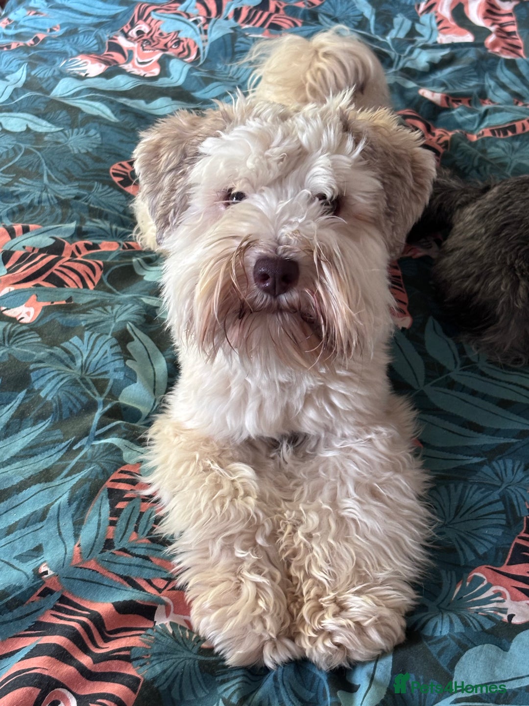 Miniature Schnauzer dogs for sale: Wheaton cameral Mini shnauzer for sale🌟✨ - Image 2