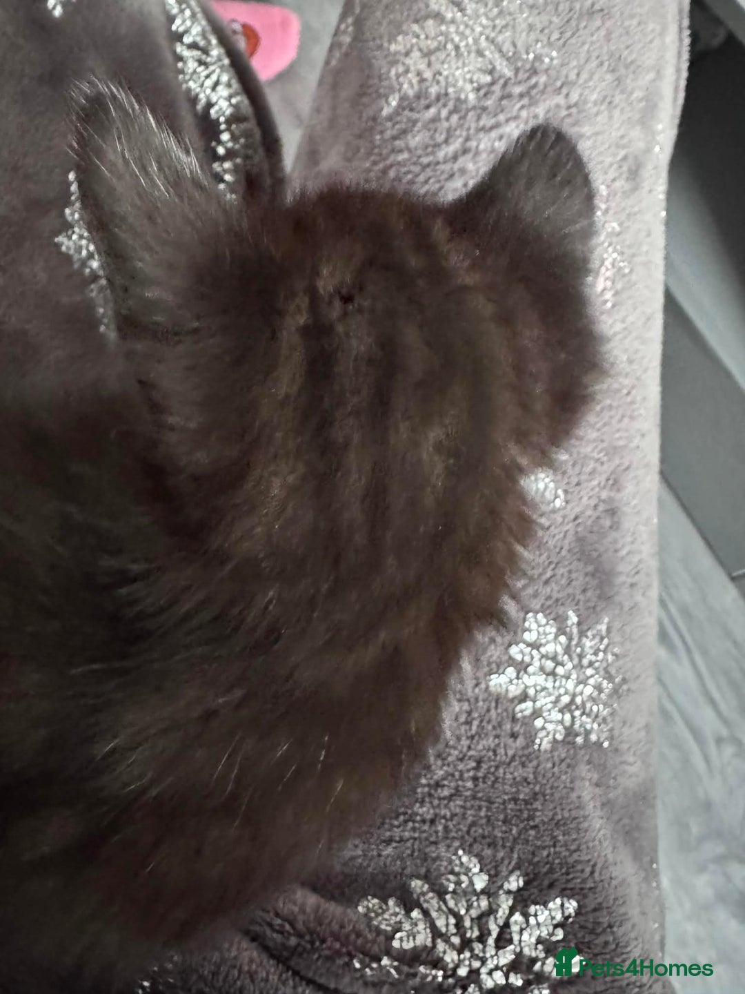 Mixed Breed cats for sale: Tonkinese cross kittens - Advert 10