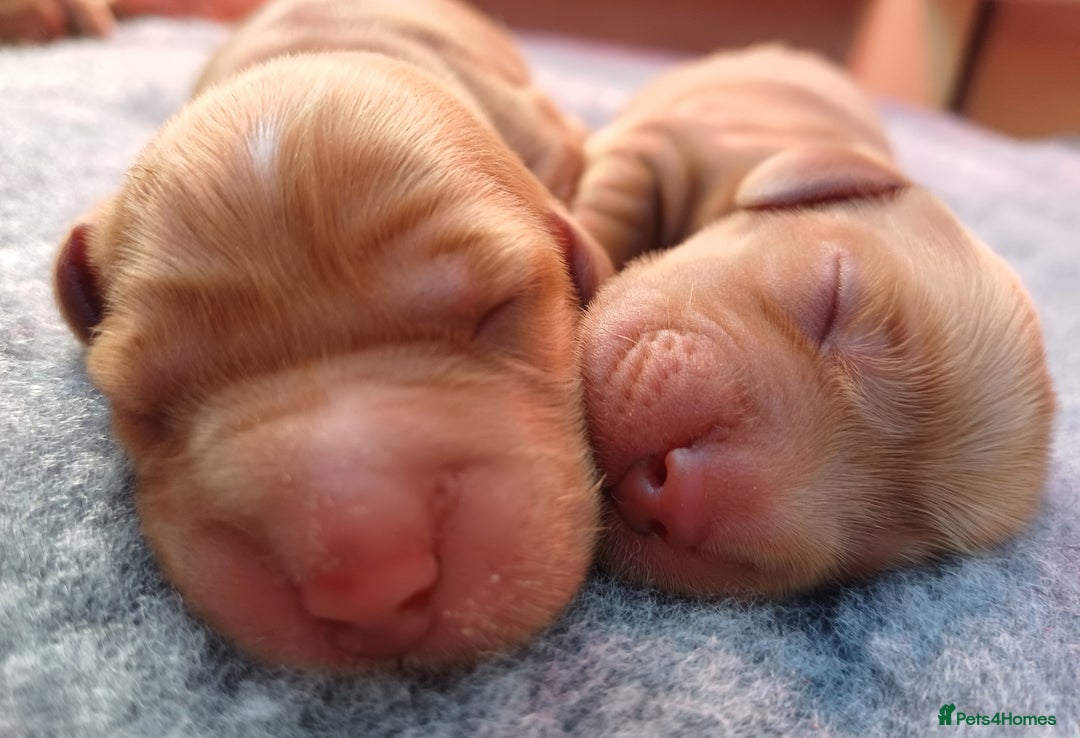 Cocker Spaniel dogs for sale: GOLDEN health tested show cocker spaniel pups - Image 8