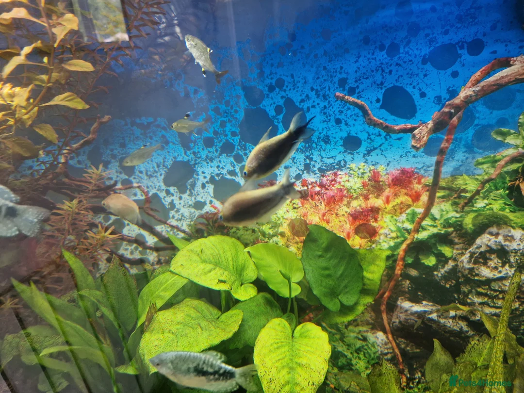 Swordtails fish for sale: Tropical fish for sale - Advert 3