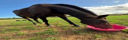 English Thoroughbred horses for sale: Sienna - 15.2hh, 10yo TB MARE in Corby - Advert 3