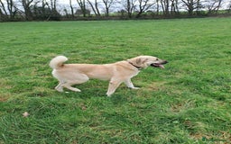 Turkish Kangal dogs for sale: Turkish Kangal - Image 5