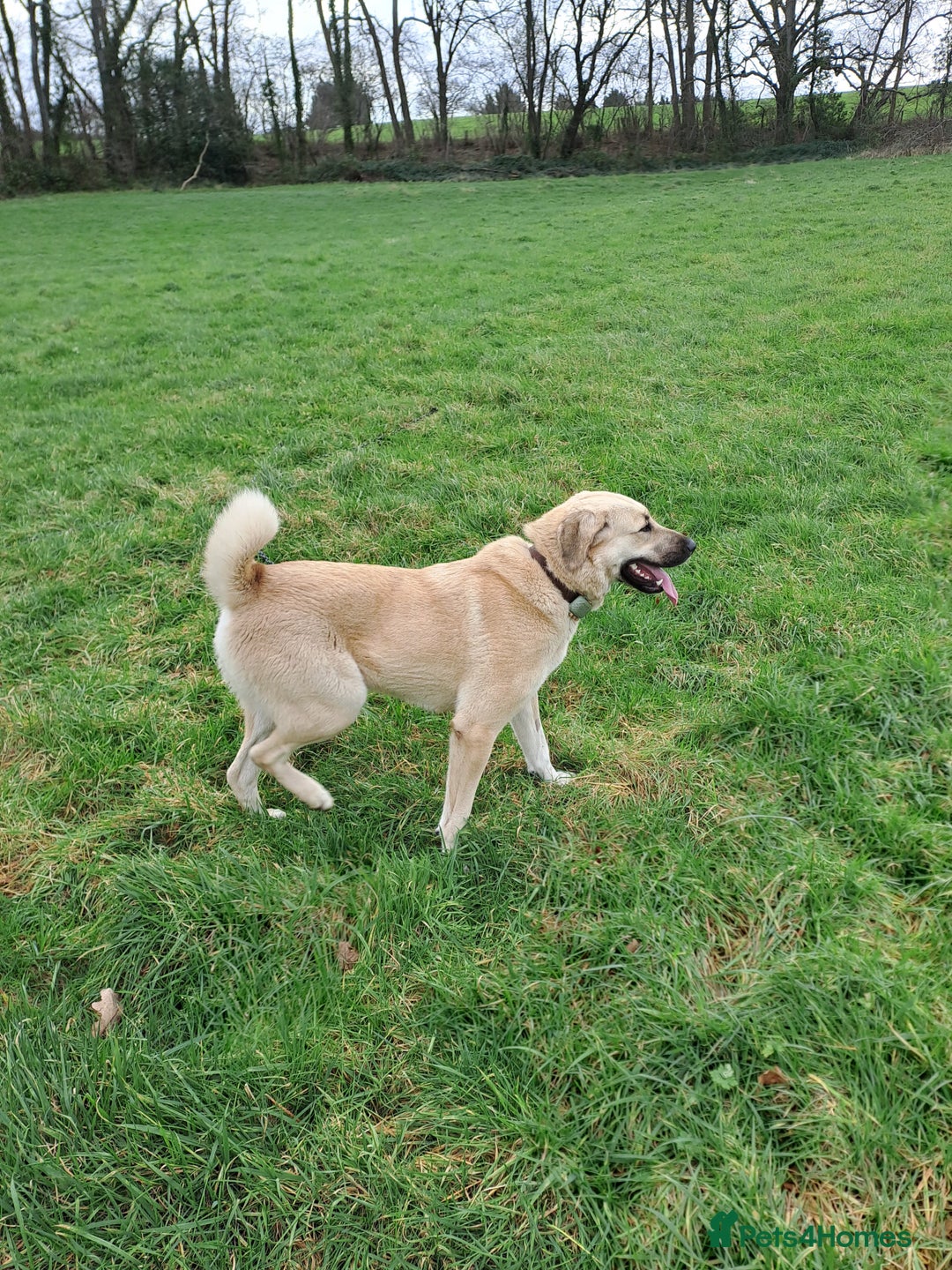Turkish Kangal dogs for sale: Turkish Kangal - Image 5