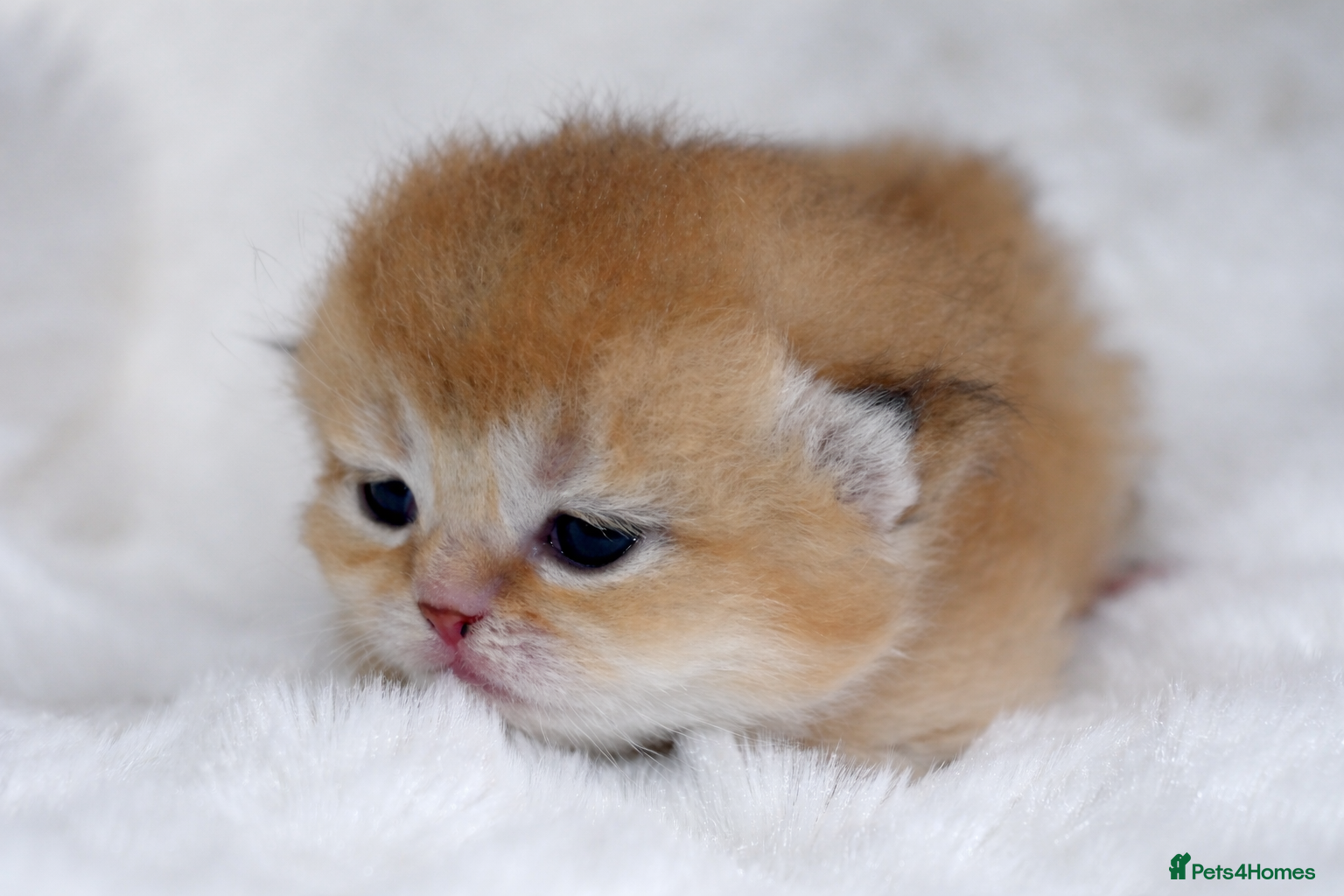 British Shorthair cats BSH Golden kittens from Champions Line 🏆 - Advert 2