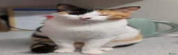 Arabian Mau cats for adoption: Female Rescue Cat for Adoption - Advert 5