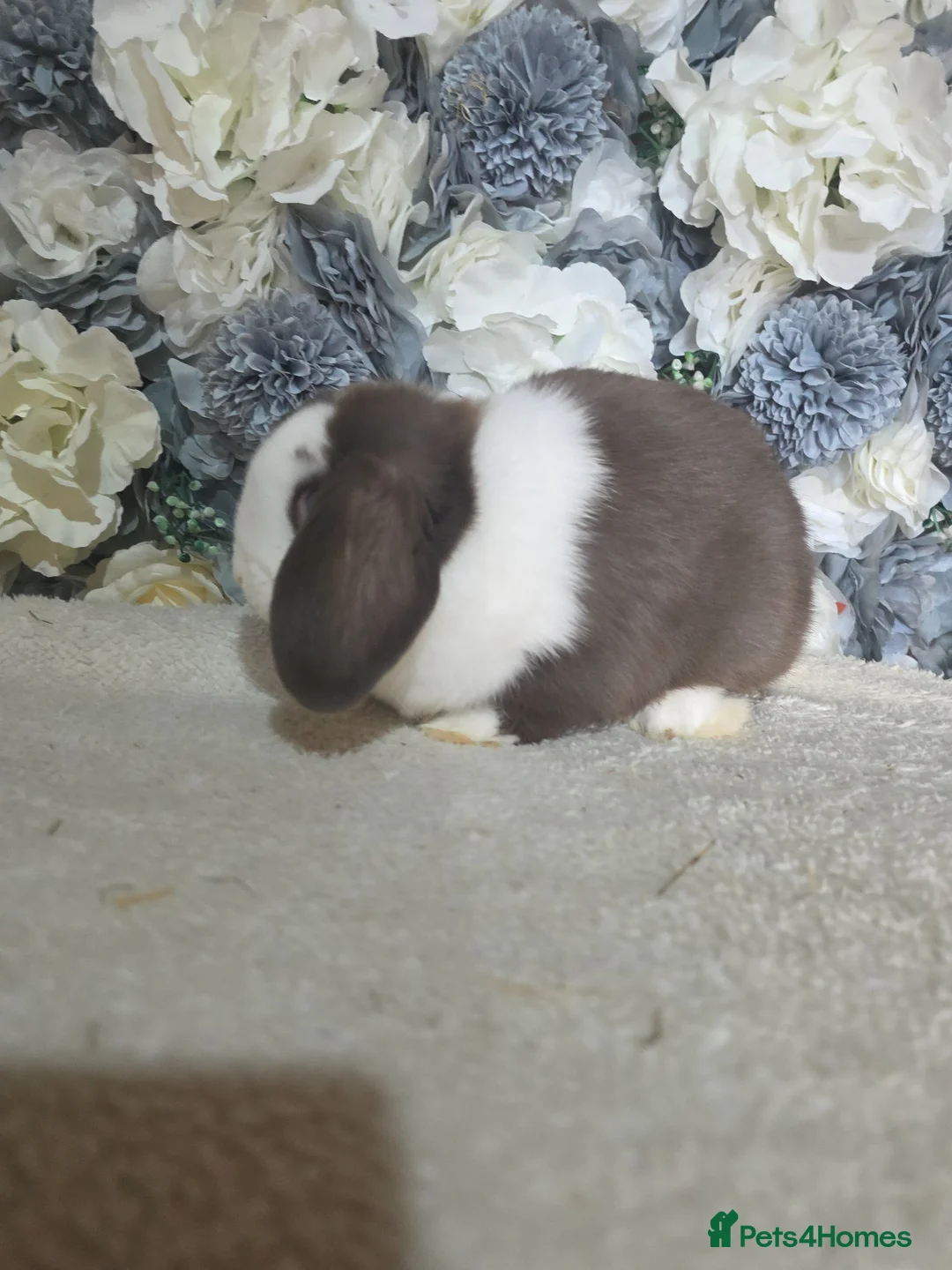 Mini Lop rabbits for sale: 🤎 Beautiful Chocolate Split VM Mini Lop Doe - Advert 2