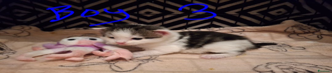 Mixed Breed Kitten 5