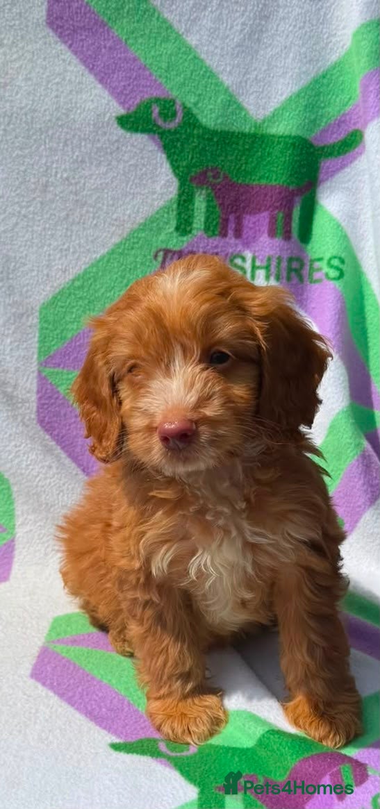 Cockapoo dogs F1 Apricots and fox reds mini cockapoos 30 dna clr - Advert 2