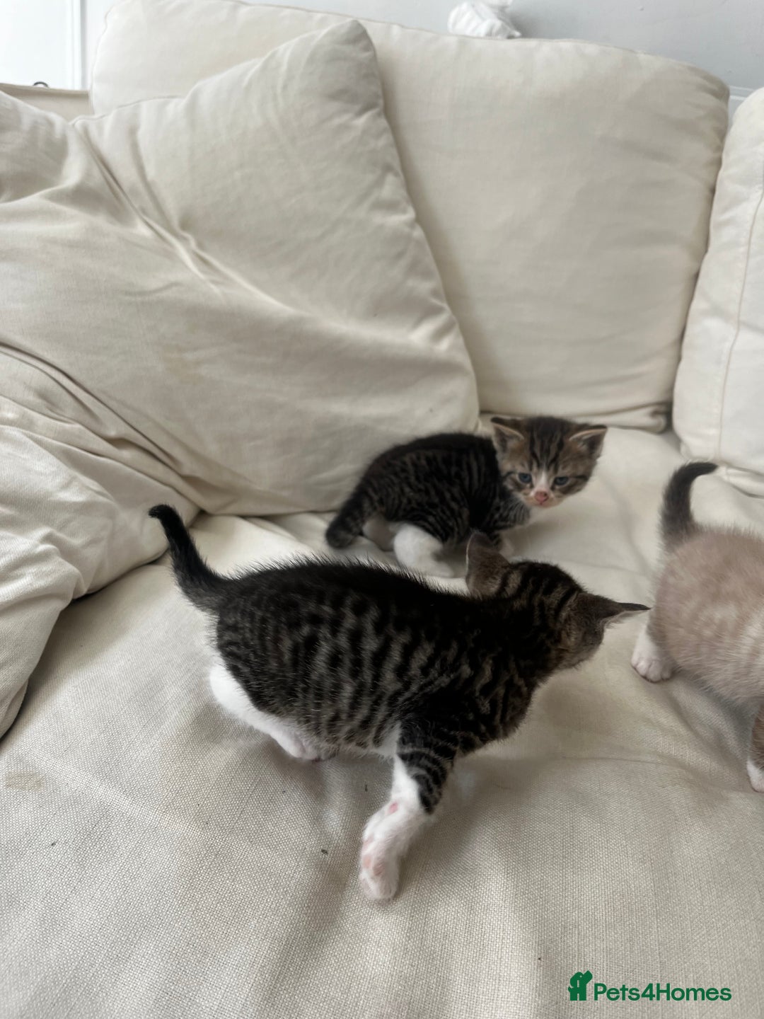 Mixed Breed cats for sale: Ready to go next week! cream tabby kittens - Image 15