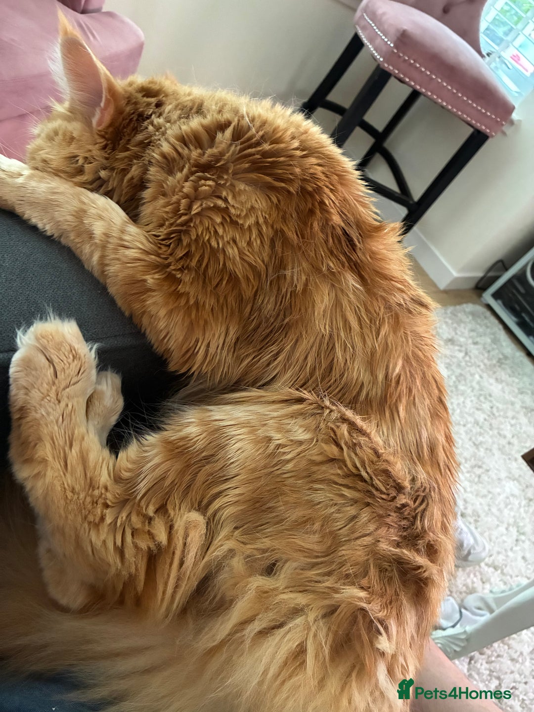 Maine Coon cats for sale: Ginger Maine coon boy - Image 8