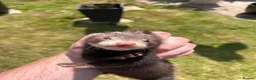 Ferret rodents for sale: Ferrets for sale boys and girls in Newton Aycliffe - Advert 9