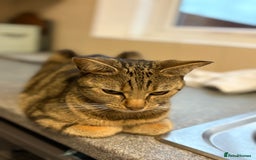 Bengal cats for sale: Russian Blue Bengal’s - Image 8