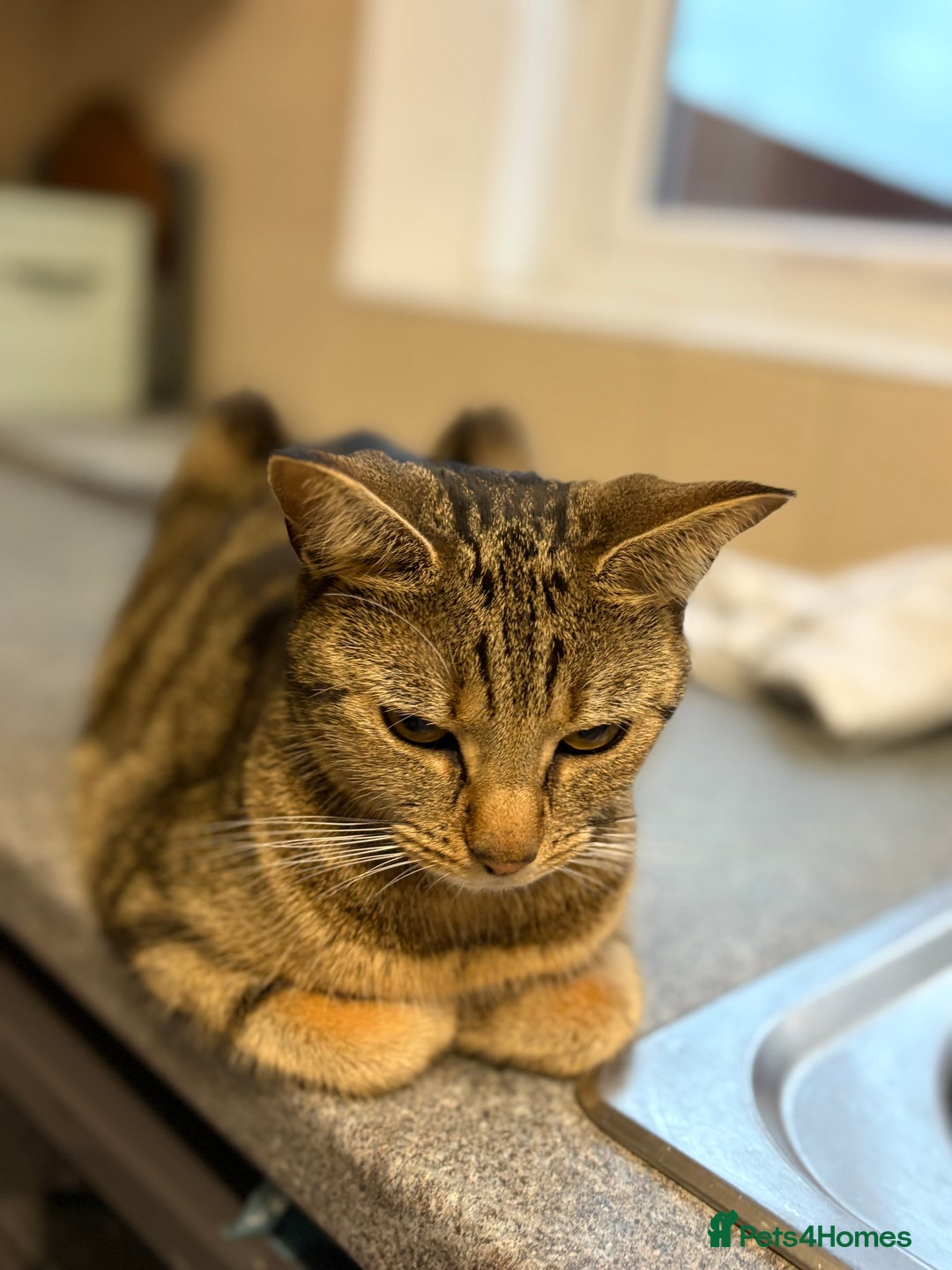 Bengal cats for sale: Russian Blue Bengal’s - Image 8