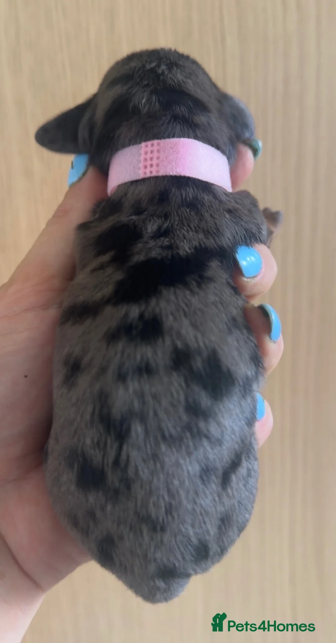 Doxiepoo dogs for sale: Miniature Doxiepoos  in Bathgate - Advert 2