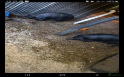 Pig livestock for sale: Ronnie and reggie  - Image 16