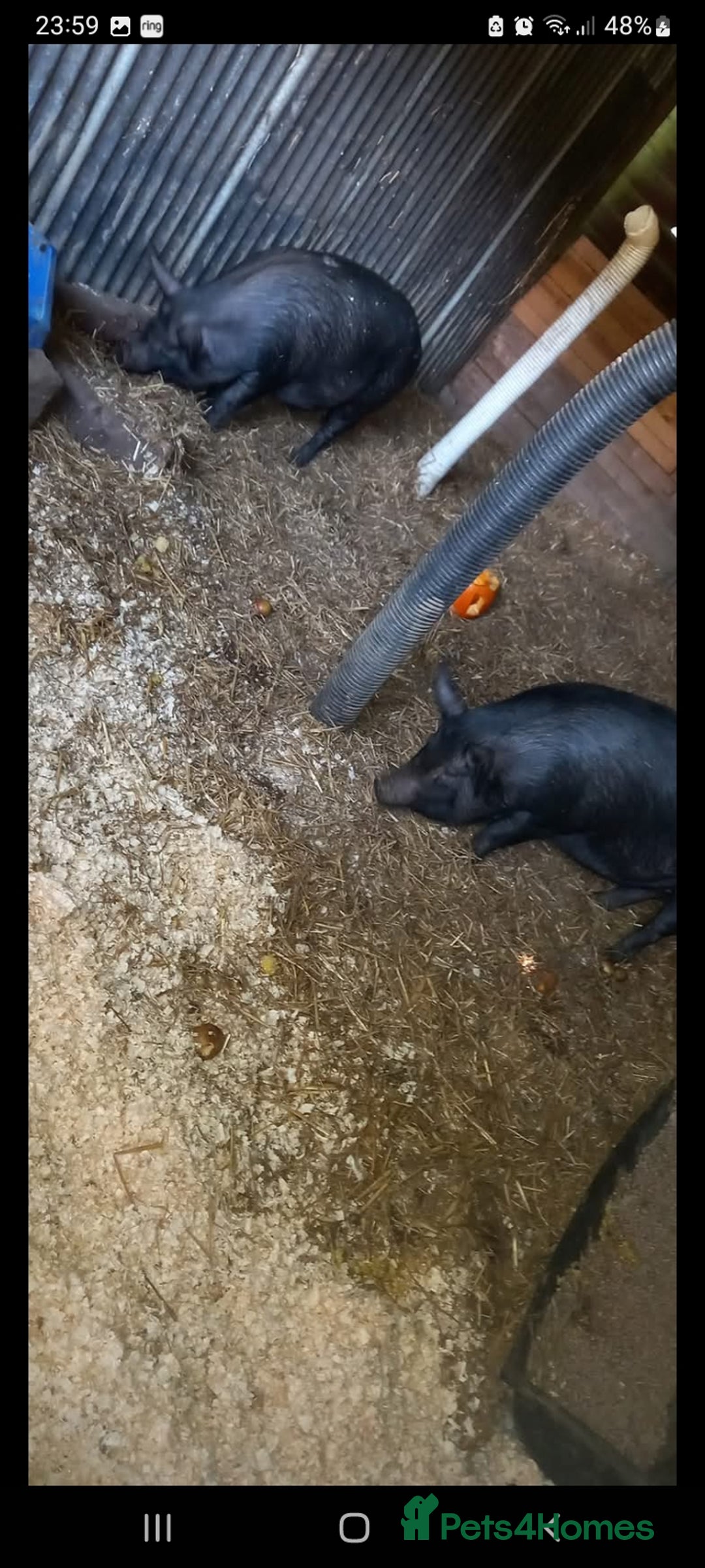 Pig livestock for sale: Ronnie and reggie  - Image 16
