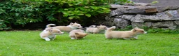Welsh Corgi Pembroke dogs for sale: Pembroke corgi pups - Advert 21